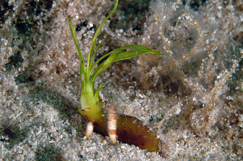 Rizomi di Posidonia oceanica